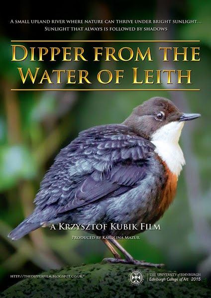 Dipper from the Water of Leith